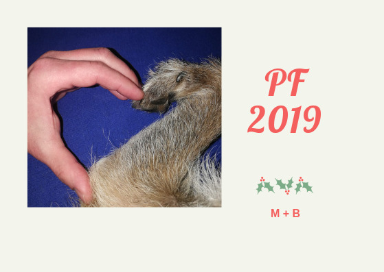 PF 2019